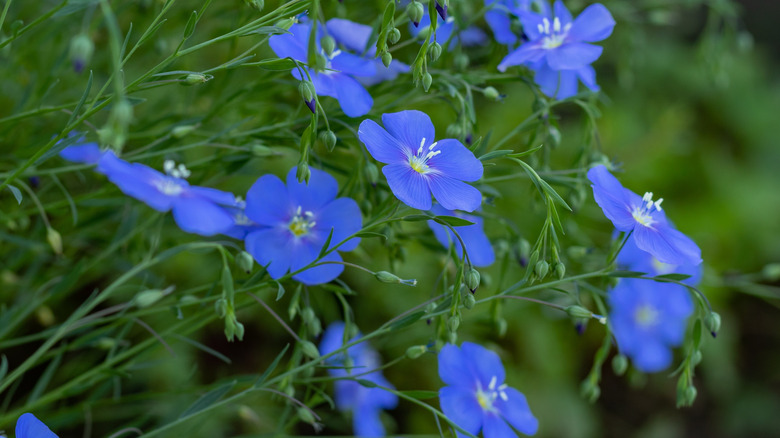 Blue flax in full bloom