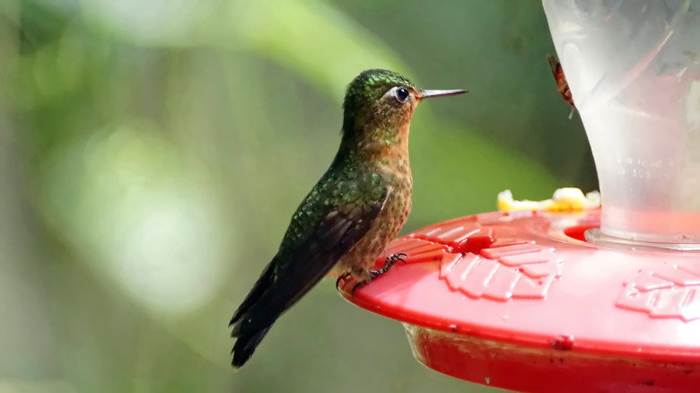 A hummingbird perched on a feeder