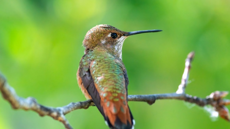 A green and orange hummingbird sits on a small branch.