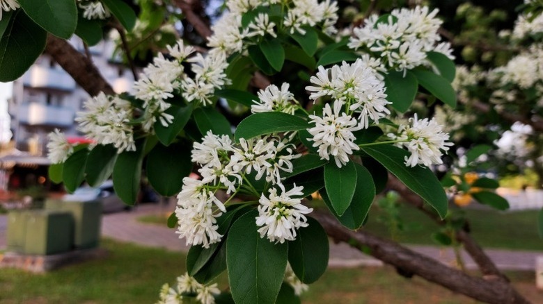 A closeup of a seven-son flower shrub in full bloom.