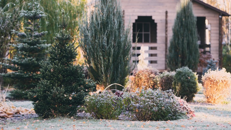 A yard in the winter