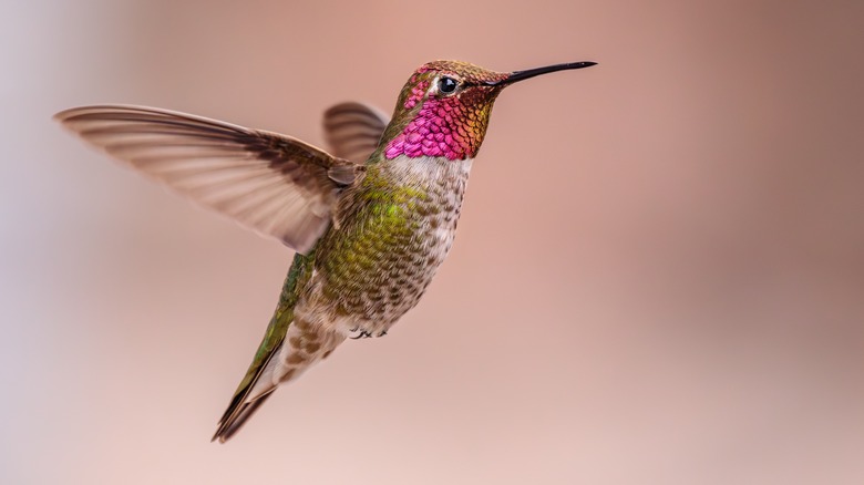 A Anna's hummingbird flying