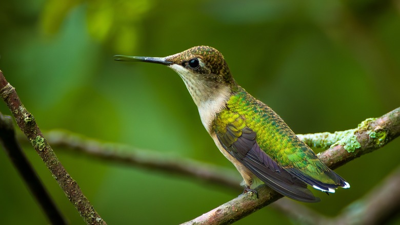 Hummingbird perched on branch