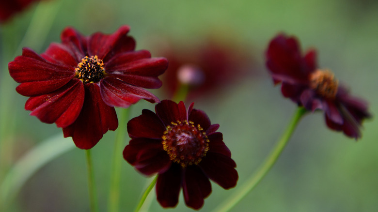 Chocolate cosmos flower blooms