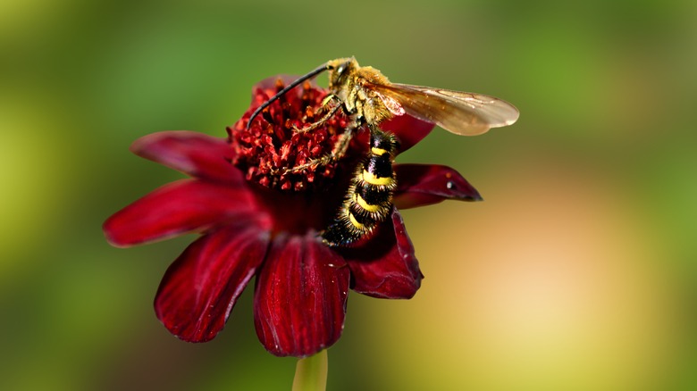 Wasp on chocolate cosmos bloom