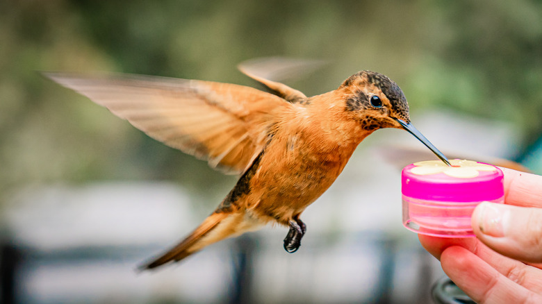 close up hummingbird at hand feeder