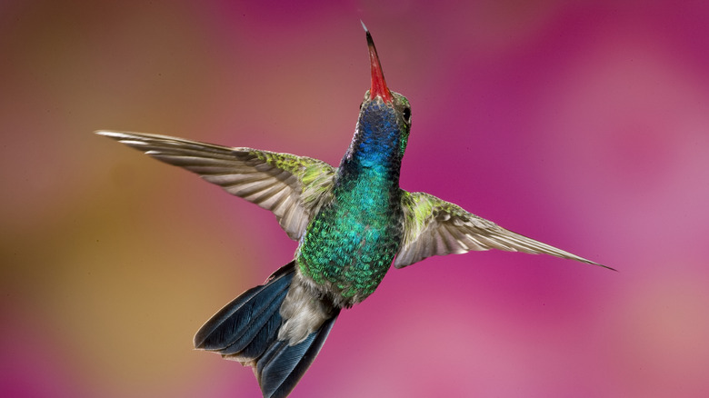 close up of blue hummingbird