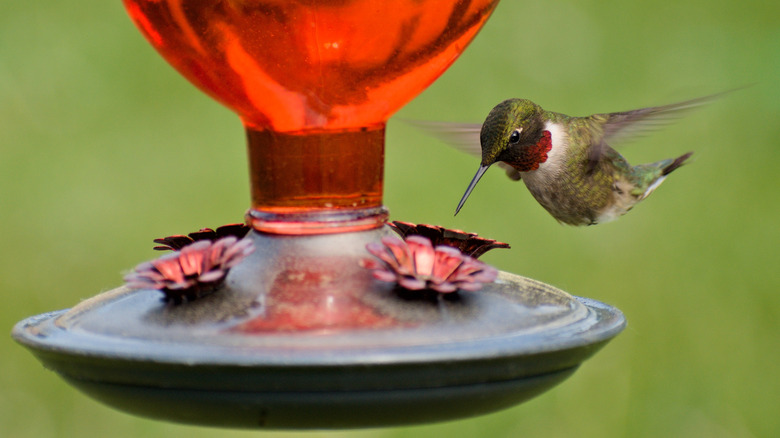 Hummingbird hovering near feeder