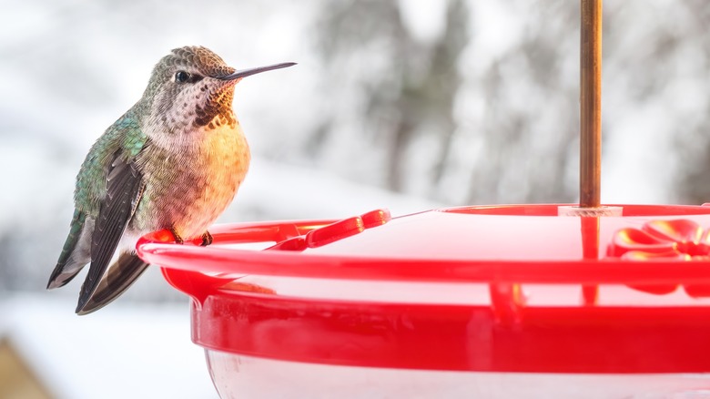 hummingbird sitting on saucer-shaped feeder