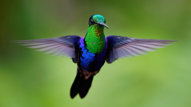 beautiful hummingbird flying at camera