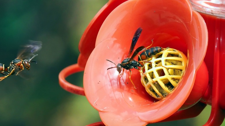 wasps feeding at hummingbird feeder