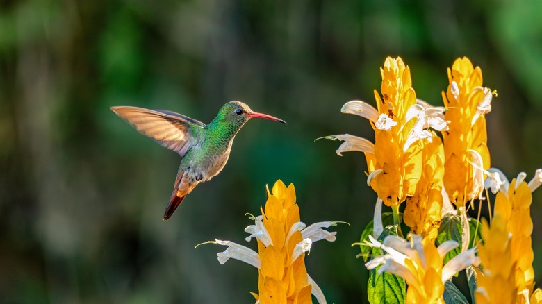 hummingbird visiting garden flowers