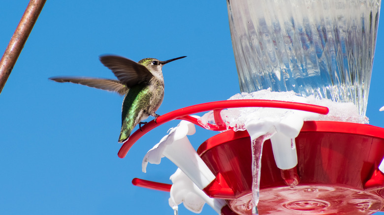 hummingbird landing on feeder