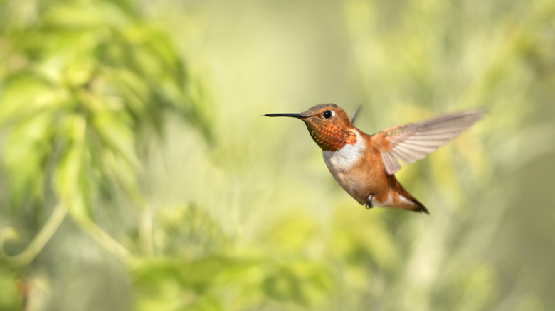 male Rufous hummingbird flying