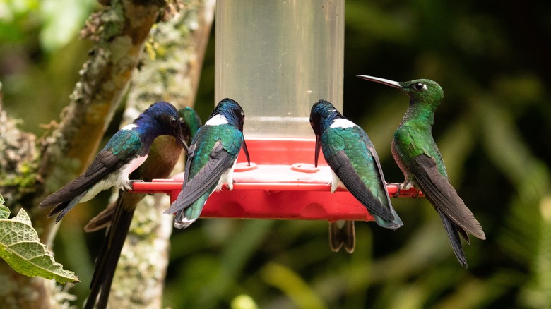 hummingbirds gathered at feeder