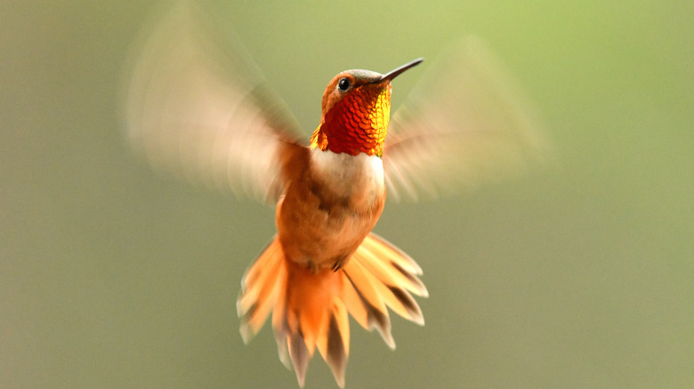 male Rufous hummingbird flapping wings