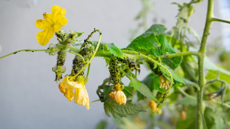 aphid infestation on tomato plant