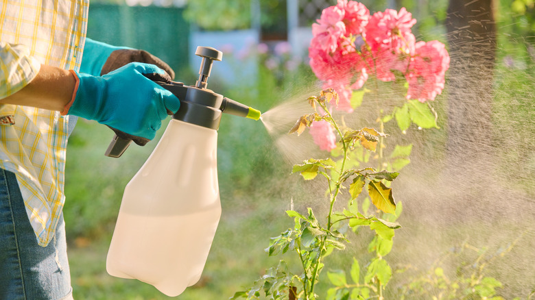 person spraying rosebush