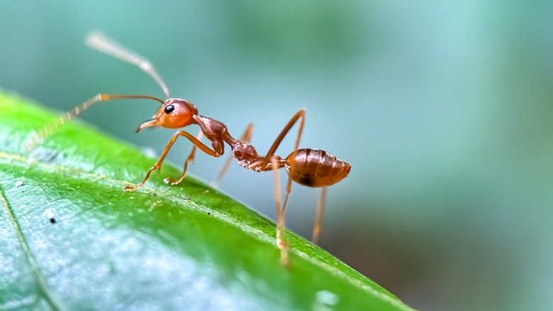 Ant on a plant