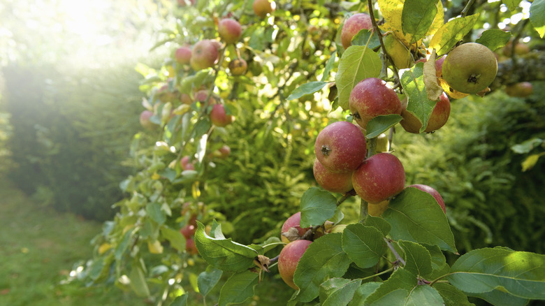 Apple trees