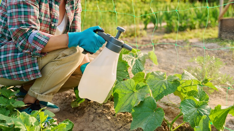 Spraying cucumber plants