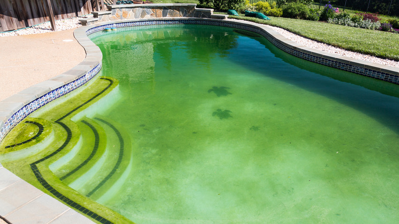 Pool with algae