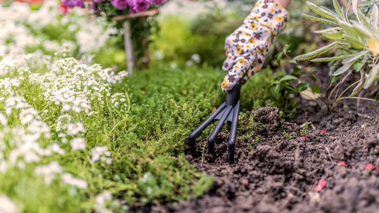 A gloved hand raking the ground and planting in spring