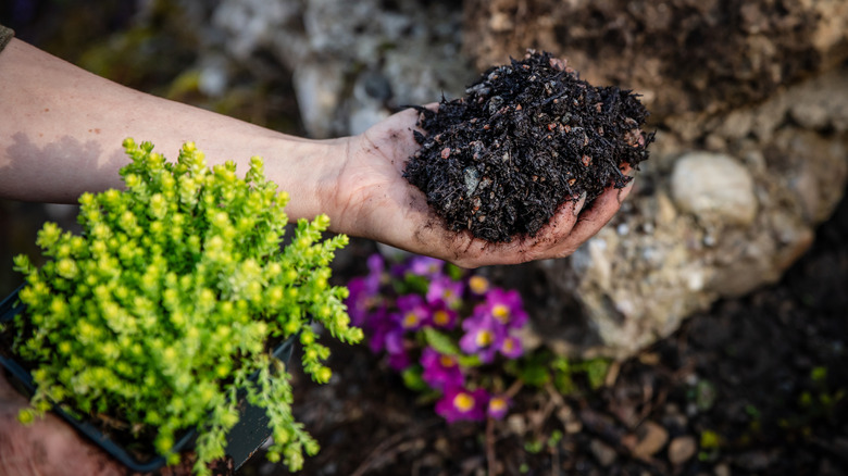 A person planting sedum ground cover