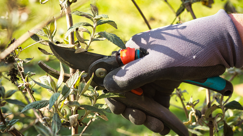 gardener pruning a butterfly bush