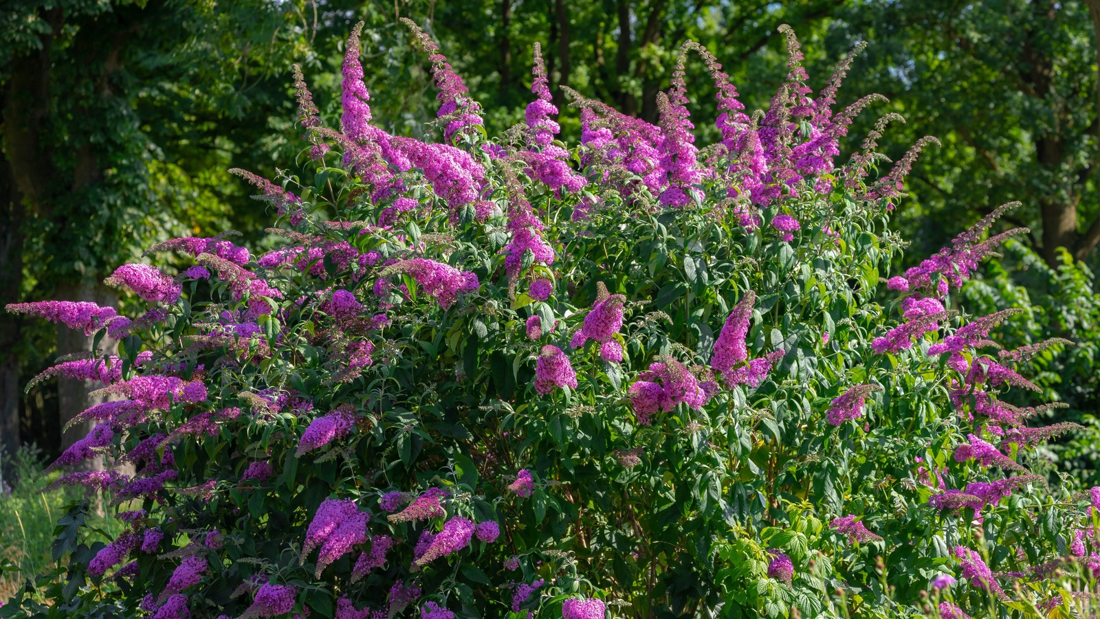 The Ideal Time To Plant Your Butterfly Bush Isn't What You Think - L Intro 1703778965