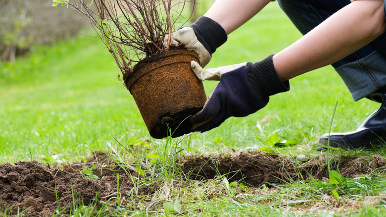 gardener planting a bush