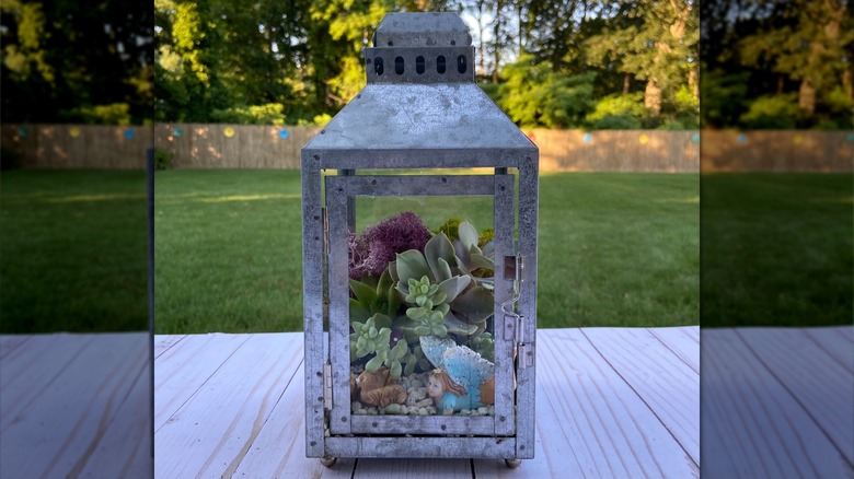 succulents in lantern terrarium