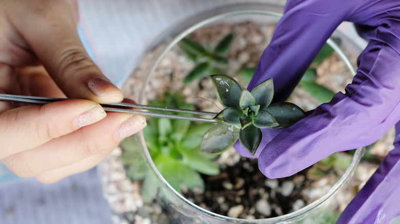 Hands planting succulent in terrarium