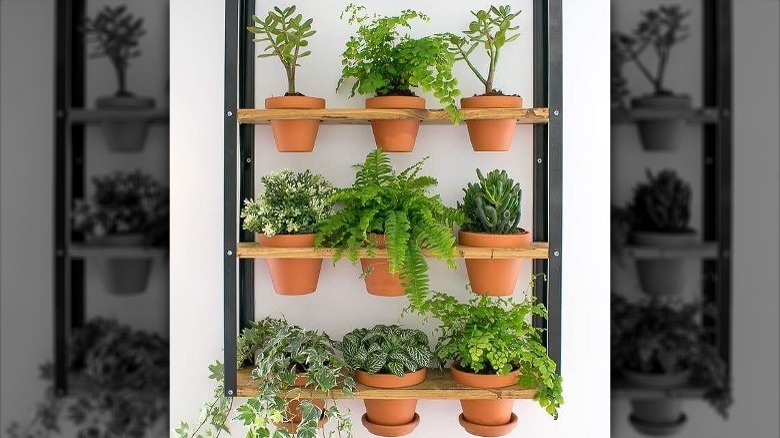 Potted plants on hanging shelf