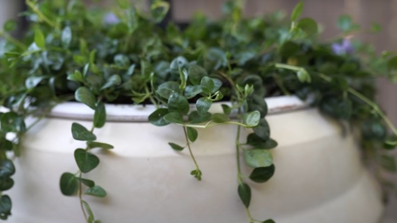 Creeping Myrtle in planter