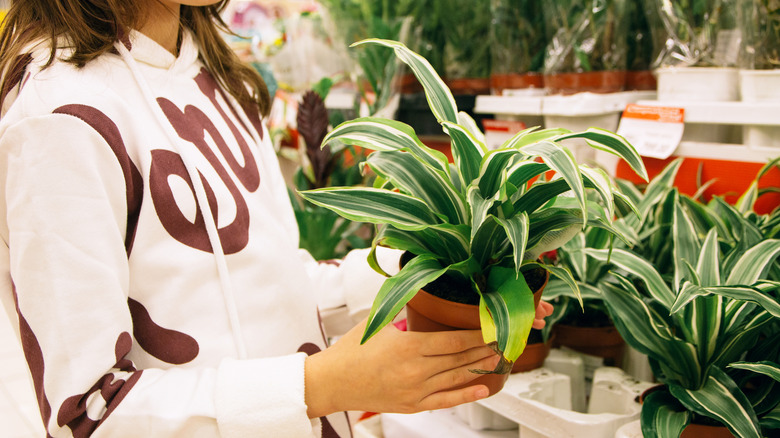 A woman buys a houseplant in a nursery to add to your indoor plant collection.