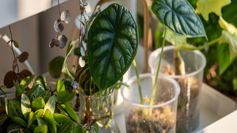 Houseplants in pots sitting on the top tier of IKEA VESKEN shelf.