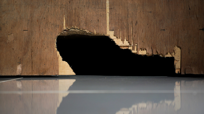 Gnawed hole in back of cupboard