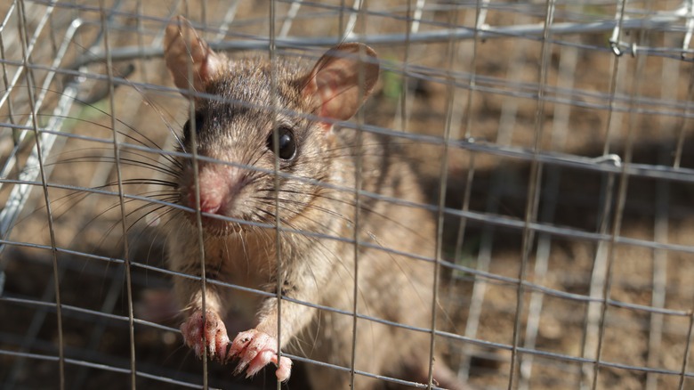 Wild rat caught in humane rat cage