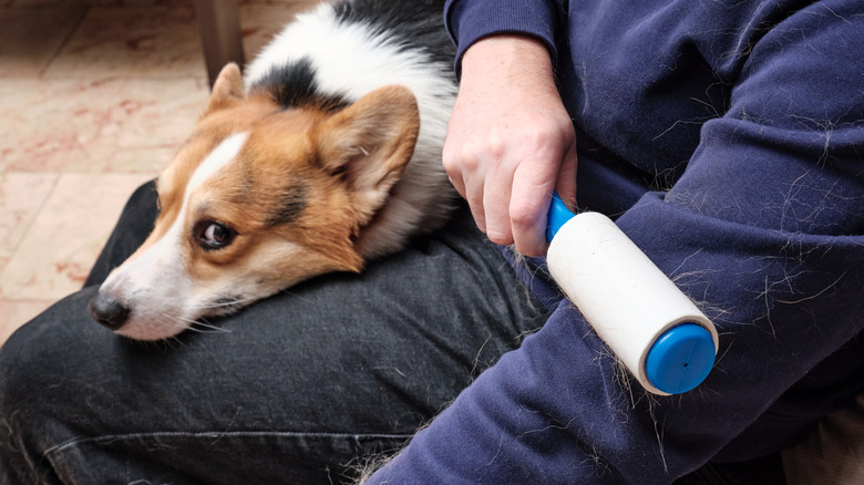 Man uses lint roller to remove pet hair from shirt sleeve while a dog watches