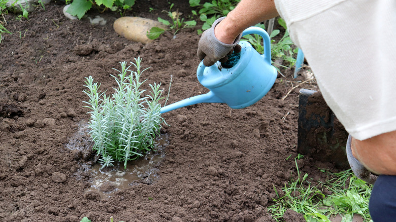 A gardener waters a new lavender plant in the garden.