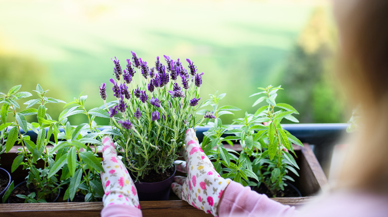 A gardener is planting lavender in a wooden planter box.