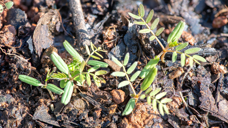 Young goathead weed plant in soil with stones and wood