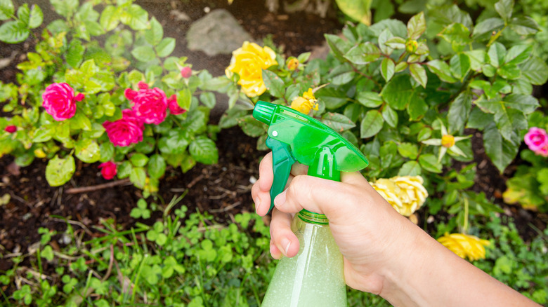 spraying plant with spray bottle