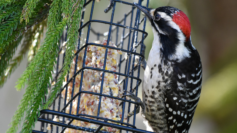 bird perched on suet feeder