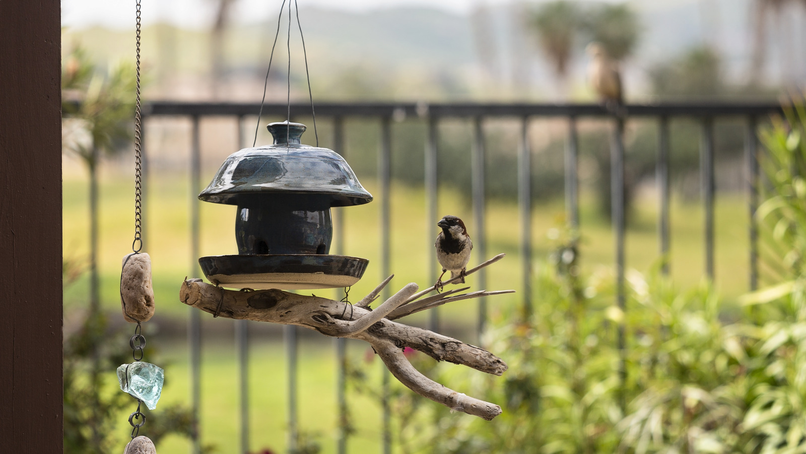 The Important Thing To Check For Before Hanging Your Bird Feeder Outdoors