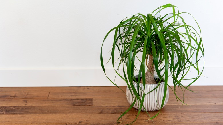 ponytail palm plant