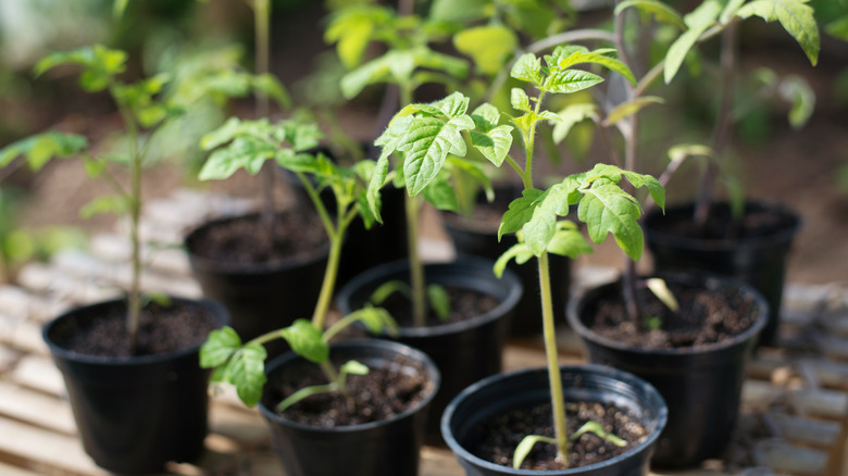 baby tomato plants in pot 