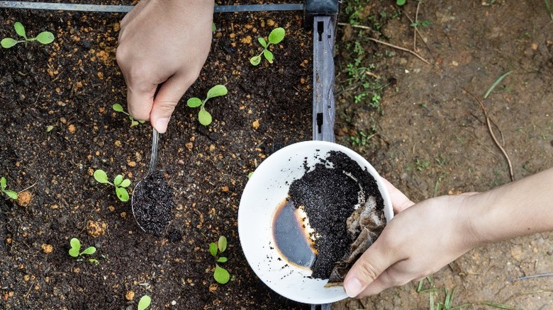 Spreading spent coffee grounds on young seedlings in the garden.