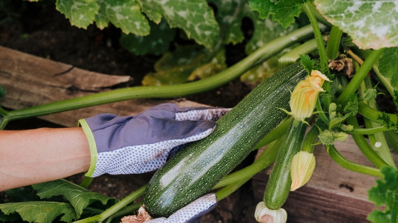 Picking zucchini straight from the vine in the garden.